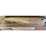 Rainbow Trout 6" 3pk